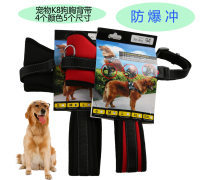 金色品质，宠爱无价 探索高端宠物用品世界