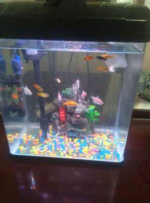 太原宠物市场观察 99成新鱼缸标价230元，折射二手宠物用品新趋势
