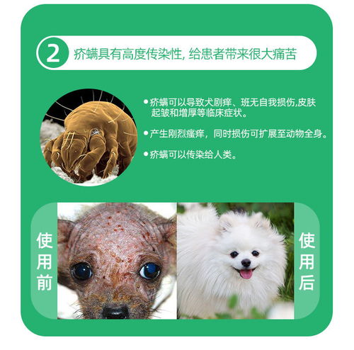 守护爱宠健康 科学选择与使用宠物一体式驱虫药