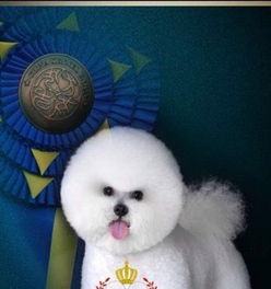 宠物用品全方位指南 寄养、洗澡、美容与日常用品选择