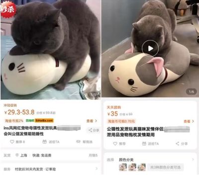 猫猫也用情趣用品？这届铲屎官太野了！探索宠物用品的边界