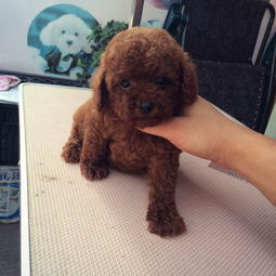 疯狂热售的玩具迷你茶杯泰迪熊 签健康协议送用品，武汉宠物狗专属福利