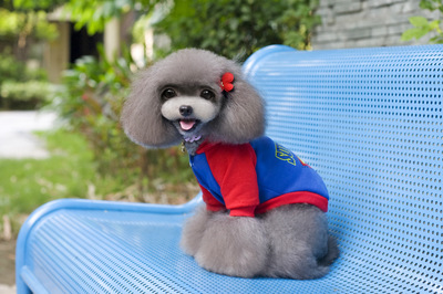 宠物用品网店 打造爱宠温馨家园的便捷之选